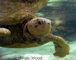Hello Turtle by Pam Wood 